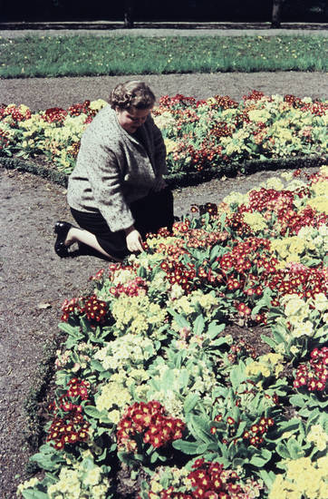 Blumenbeet WDR Digit
