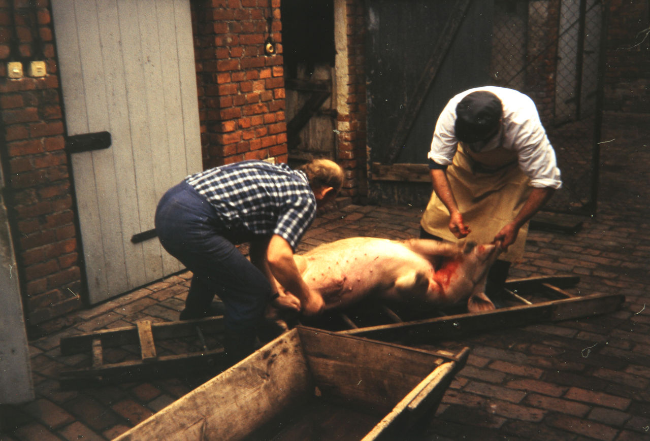 Schlachtung eines Schweins - WDR Digit Schlachtung eines Schweins - WDR Digit