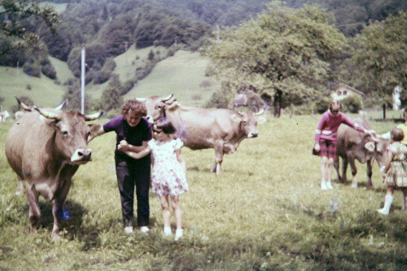 Kühe streicheln WDR Digit