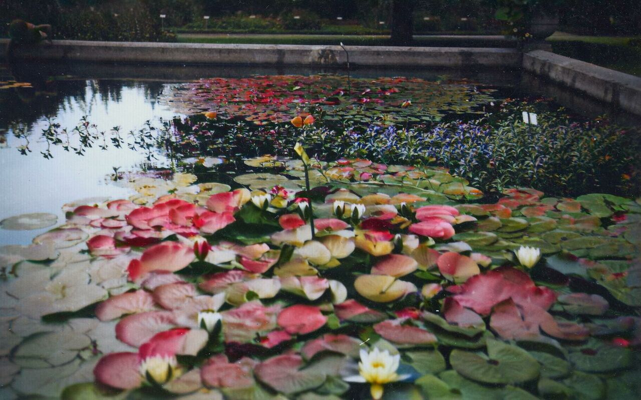 Wasserrosen in der Flora